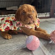 Dogue de Bordeaux Puppies from Rogue Bordeaux