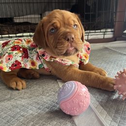 Dogue de Bordeaux Puppies from Rogue Bordeaux
