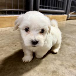 Girl 1 - female Coton de Tulear puppy in Mead, Oklahoma from Bar W Cotons