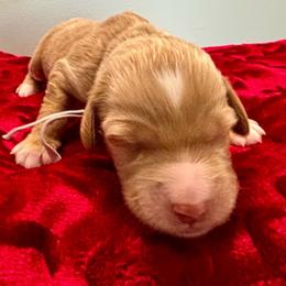 Gray - Apricot female Goldendoodle puppy in Morris, Alabama from 4H Doodles