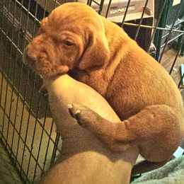 Vizsla Puppies from Shadow Creek Kennel