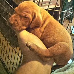 Vizsla Puppies from Shadow Creek Kennel