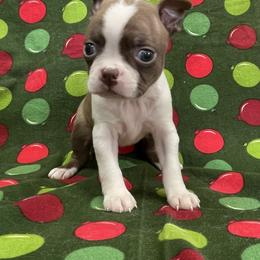 Dina - Seal and white female Boston Terrier puppy in Fillmore, Illinois from Wind Hill Puppies