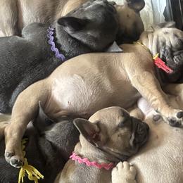 French Bulldogs from Small Town Frenchies