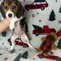 Girl 1 - Beagle puppy from Trevillian Beagles