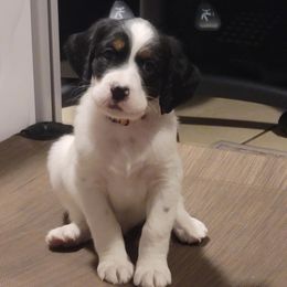 Tee - Orange belton male English Setter puppy in Tiskilwa, Illinois from First Harmony Farms