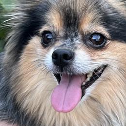 Pomeranians from LT_Poms