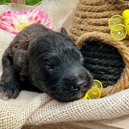 Pedro - Red male Bordoodle puppy in Canfield, Ohio from Poo's Doo's & Inu's