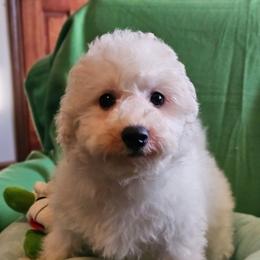 Benji - White and buff male Bichon Frise puppy in Chatham, Illinois from Bichon Frise Partnership