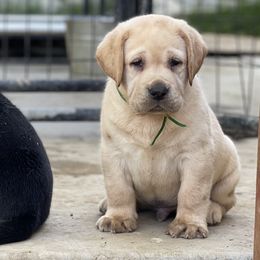 Labrador Retrievers from OKE Labradors