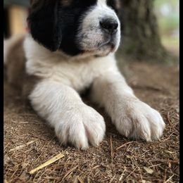 Saint Bernard Puppies from Fletchers Saints