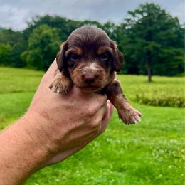 Autumn - Chocolate and tan female Dachshund puppy in Milroy, Pennsylvania from Not Your Average Weiner