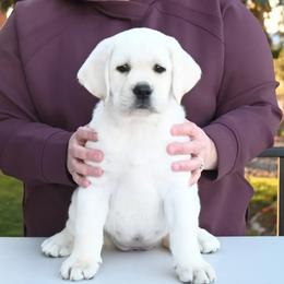 Labrador Retriever Puppies from ROCK CREEK LABRADORS