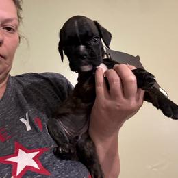 Tan - Brindle male Boxer puppy in Ekron, Kentucky from Best Friends Euro Boxers (BFEBK)