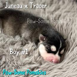Boy 1 - Black and white male Pomsky puppy in Krum, Texas from Paw-Some Pomskies