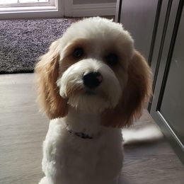 Daisy - Cavapoo