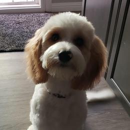 Daisy - Cavapoo
