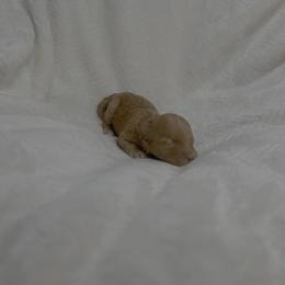 Flareon - Cream female Havapoo puppy in Surprise, Arizona from Huckleberry Doodles