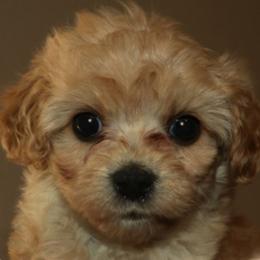 Cavalier King Charles Spaniels, Cavapoochons, and Goldendoodles from Timshell Farm Specialty Crossbreed Puppies