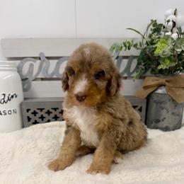 Poppy - Chocolate merle female Bernedoodle puppy in Hegins, Pennsylvania from Bubbling Springs Doodles, LLC