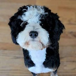 Wyatt - Bernedoodle
