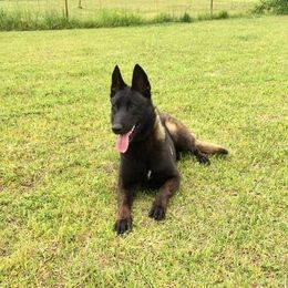 Belgian Malinois All Grown Up from Mally’s Malinois