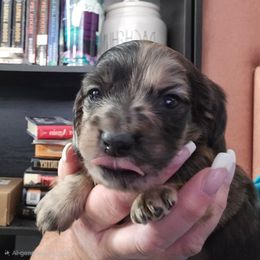 Cream brindle - Cream male Dachshund puppy in Port Charlotte, Florida from Vicki's Dachshund Crossing