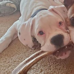 Boxer Puppies from Von Royal Dell'Infinite Deutscher