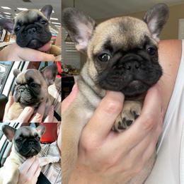 French Bulldog Puppies from MaFrenchiesBadandBoujee