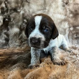 Girl 10 - Wirehaired Pointing Griffon puppy in Jerome, Idaho from Double R Griffons