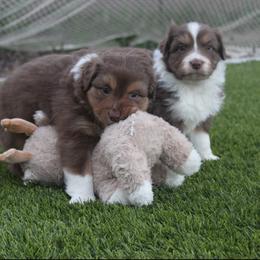 Australian Shepherd Puppies from FaithsAussies