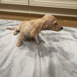 Cream - Cream female Dachshund puppy in Gainesville, Georgia from Emory Farms