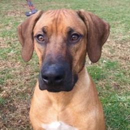 Rhodesian Ridgeback Puppies from Lyonnese Rhodesian Ridgebacks
