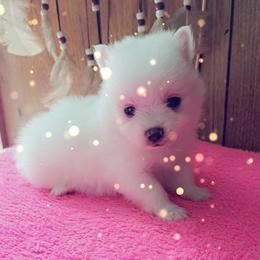 Girl 4 - White female Pomeranian puppy in Lore City, Ohio from Tonia's Pomeranians