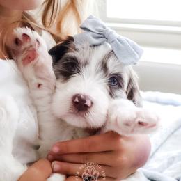 Canter - Parti female Goldendoodle puppy in Savannah, Georgia from Vino and Vespa Doodles