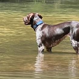 June - German Shorthaired Pointer