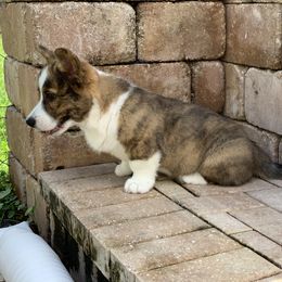 Cardigan Welsh Corgi Puppies from Penfro Corgis