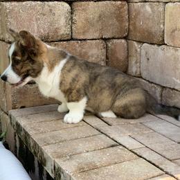 Cardigan Welsh Corgi Puppies from Penfro Corgis