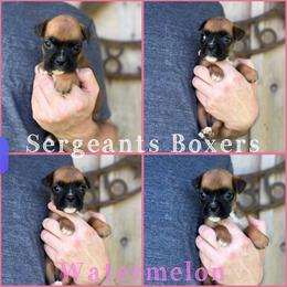 Watermelon - Fawn female Boxer puppy in Madisonville, Texas from Sergeant's Boxers