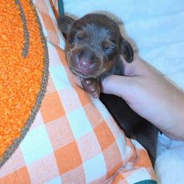 Dark Chocolate Boy - Chocolate and tan male Dachshund puppy in Woodburn, Iowa from Rolling S Ranch Doxies