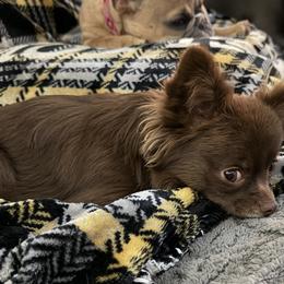 Brussels Griffons, Chihuahuas, and French Bulldogs from BZB Griffs