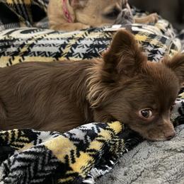 Brussels Griffons, Chihuahuas, and French Bulldogs from BZB Griffs