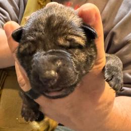 Orange Collar - Sable female German Shepherd puppy in Barnhart, Missouri from Combat Creek German Shepherds
