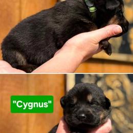 Boy 5 - Black and red male German Shepherd puppy in Farmington, Maine from Pine State Shepherds