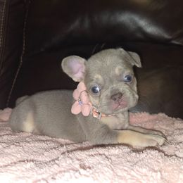 Silvia - Blue fawn female French Bulldog puppy in Graham, Washington from Olivia's Miniature Schnauzer's and French Bulldogs