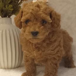 Girl 3 - female Poodle puppy in Milford, Indiana from Olde Heritage K-9