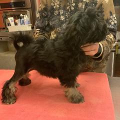 Lowchen Puppies from Ashford Kennel