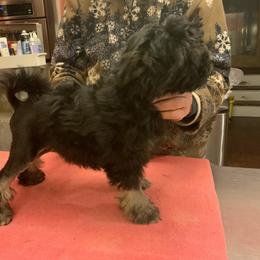 Lowchen Puppies from Ashford Kennel