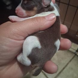 Spanky - Liver male Miniature Schnauzer puppy in Bloomington, California from Michael's Minis