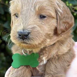 Light Green - Apricot male Goldendoodle puppy in Fontana, California from Grammy's Puppy Love doodles and poodles